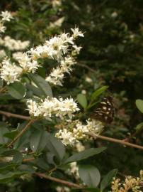 Fotografia da espécie Ligustrum sinense var. sinense