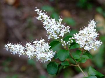 Fotografia da espécie Ligustrum sinense var. sinense