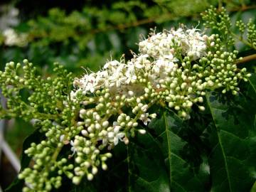 Fotografia da espécie Ligustrum sinense var. sinense