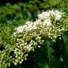 Fotografia 10 da espécie Ligustrum sinense var. sinense do Jardim Botânico UTAD