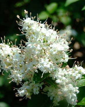 Fotografia 1 da espécie Ligustrum sinense var. sinense no Jardim Botânico UTAD