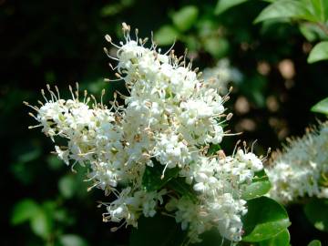 Fotografia da espécie Ligustrum sinense var. sinense