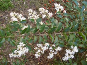 Fotografia da espécie Ligustrum sinense var. sinense