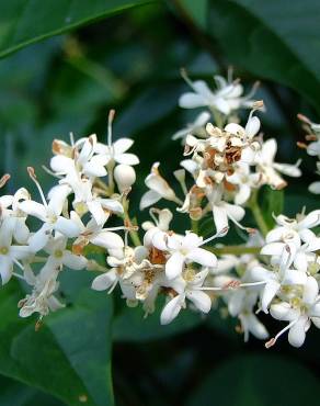 Fotografia 12 da espécie Ligustrum sinense var. sinense no Jardim Botânico UTAD