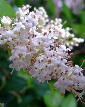 Fotografia 13 da espécie Ligustrum sinense var. sinense no Jardim Botânico UTAD