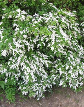 Fotografia 14 da espécie Ligustrum sinense var. sinense no Jardim Botânico UTAD