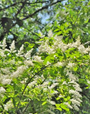 Fotografia 15 da espécie Ligustrum sinense var. sinense no Jardim Botânico UTAD