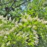 Fotografia 15 da espécie Ligustrum sinense var. sinense do Jardim Botânico UTAD