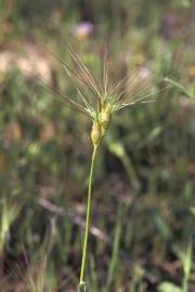 Fotografia da espécie Aegilops neglecta