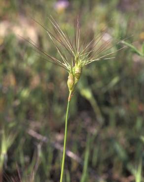 Fotografia 1 da espécie Aegilops neglecta no Jardim Botânico UTAD