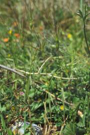 Fotografia da espécie Aegilops neglecta