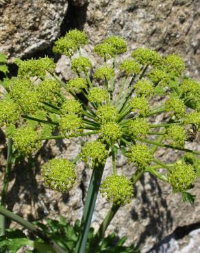 Fotografia 1 da espécie Angelica major no Jardim Botânico UTAD