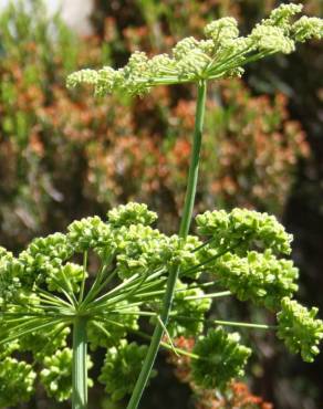 Fotografia 5 da espécie Angelica major no Jardim Botânico UTAD