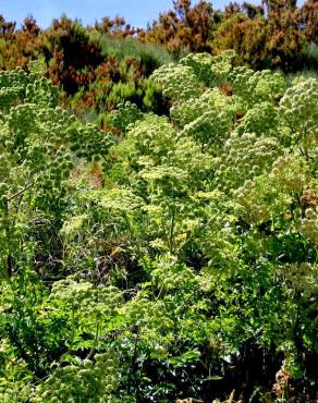 Fotografia 6 da espécie Angelica major no Jardim Botânico UTAD