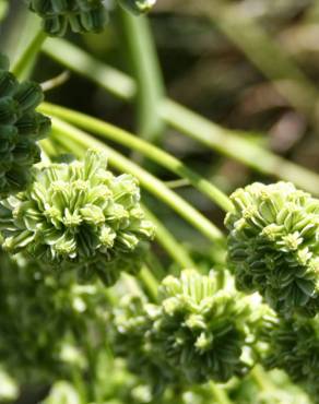 Fotografia 7 da espécie Angelica major no Jardim Botânico UTAD