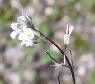 Fotografia da espécie Arabis sadina