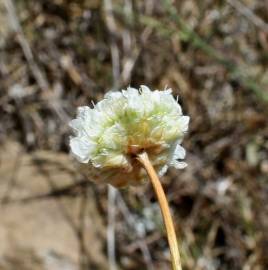 Fotografia da espécie Armeria linkiana