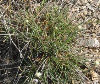 Fotografia da espécie Armeria linkiana