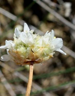 Fotografia 4 da espécie Armeria linkiana no Jardim Botânico UTAD