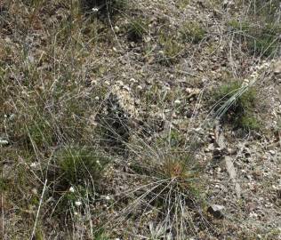 Fotografia da espécie Armeria linkiana