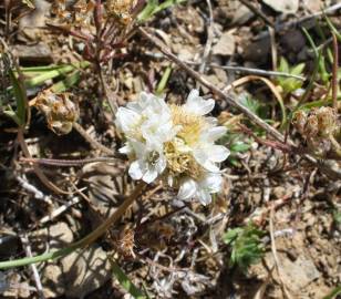 Fotografia da espécie Armeria linkiana