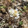 Fotografia 6 da espécie Armeria linkiana do Jardim Botânico UTAD