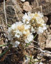 Fotografia da espécie Armeria linkiana