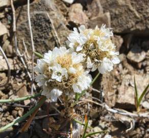 Fotografia da espécie Armeria linkiana