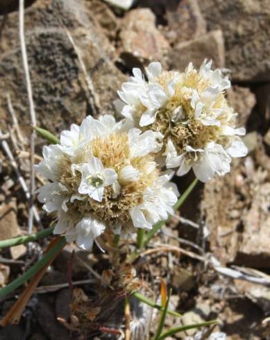 Fotografia de capa Armeria linkiana - do Jardim Botânico