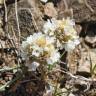 Fotografia 1 da espécie Armeria linkiana do Jardim Botânico UTAD