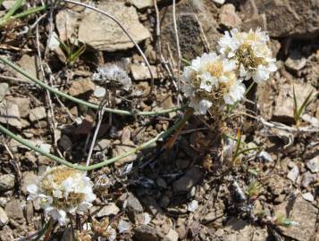 Fotografia da espécie Armeria linkiana