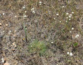 Fotografia da espécie Armeria linkiana