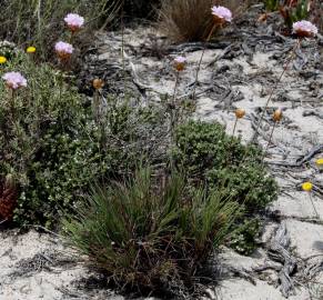 Fotografia da espécie Armeria rouyana