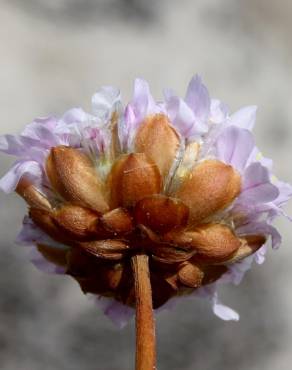 Fotografia 3 da espécie Armeria rouyana no Jardim Botânico UTAD