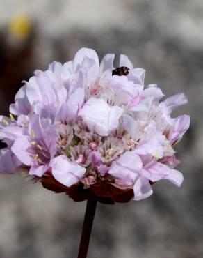 Fotografia 1 da espécie Armeria rouyana no Jardim Botânico UTAD