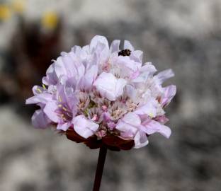 Fotografia da espécie Armeria rouyana