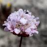 Fotografia 1 da espécie Armeria rouyana do Jardim Botânico UTAD