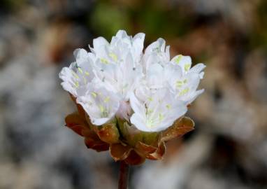 Fotografia da espécie Armeria rouyana