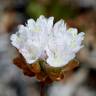 Fotografia 5 da espécie Armeria rouyana do Jardim Botânico UTAD