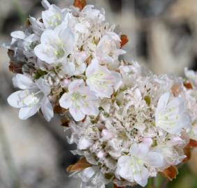 Fotografia da espécie Armeria rouyana