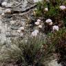 Fotografia 8 da espécie Armeria rouyana do Jardim Botânico UTAD