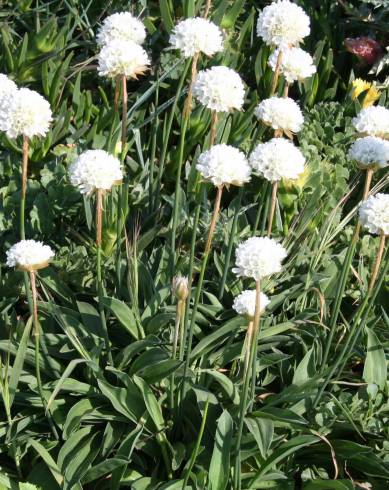 Fotografia de capa Armeria pseudoarmeria - do Jardim Botânico