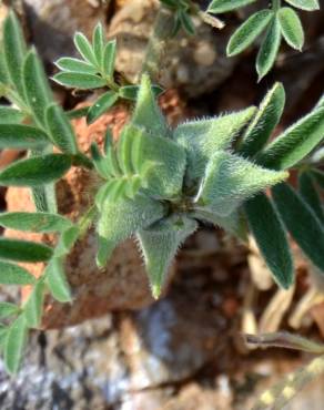 Fotografia 1 da espécie Astragalus epiglottis no Jardim Botânico UTAD