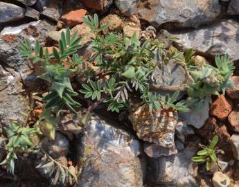 Fotografia da espécie Astragalus epiglottis