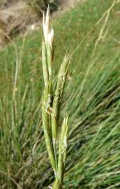 Fotografia da espécie Brachypodium phoenicoides