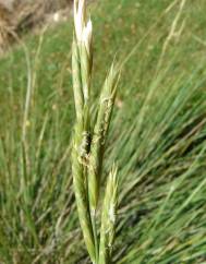 Brachypodium phoenicoides