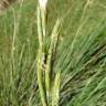 Fotografia 1 da espécie Brachypodium phoenicoides do Jardim Botânico UTAD