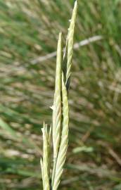 Fotografia da espécie Brachypodium phoenicoides