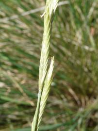 Fotografia da espécie Brachypodium phoenicoides