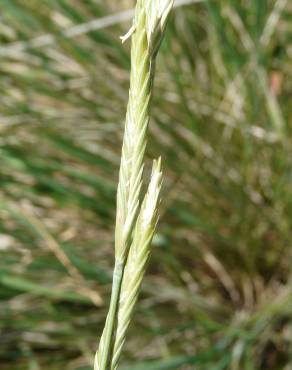 Fotografia 5 da espécie Brachypodium phoenicoides no Jardim Botânico UTAD